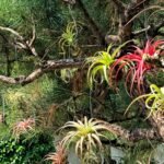 Tillandsia Air Plants, No Soil Required, Live Airplant, Easy Care Indoor Houseplant for Home Decor, Terrarium & Wall Display - Image 2