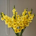 Gladiolus Bulbs, Vibrant Gladiolus Flower Corms for Planting, Perennial Garden & Cut Flower Plants - Image 5