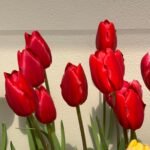 Tulip Bulbs, Rare Mixed Color Tulip Flower Bulbs for Planting, Perennial Garden Flowers, Ideal for Outdoor Landscaping & Indoor Container Planting, - Image 2