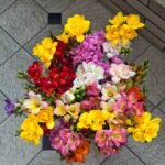 Freesia Corms, Mixed Color Freesia Flower Bulbs, Fragrant Perennial Flowers for Indoor & Outdoor Planting, Ideal for Cut Flower Garden