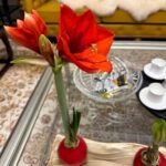 Wax Sealed Amaryllis Bulb, Easy Bloom Waxed Amaryllis, No Planting Needed Indoor Decorative Flower Bulb for Home and Gift - Image 4
