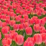 Tulip Bulbs, Premium Single Tulip Flower Bulbs for Spring Blooming, Perennial Ornamental Flowers, Great for Outdoor Garden & Indoor Pot Planting, Low Maintenance