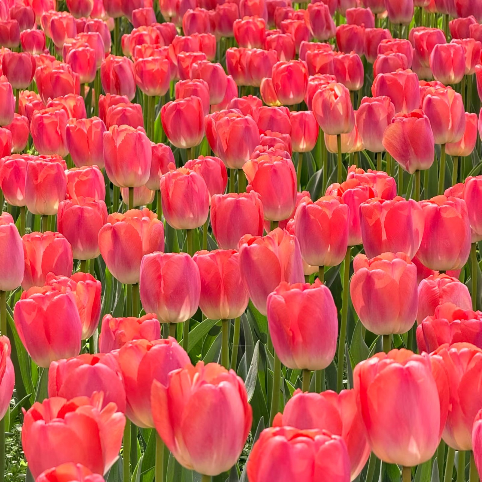 Camera_1040g3r031u4tprd4iq3g5nto02k0bg17otd51q8 Tulip Bulbs, Premium Single Tulip Flower Bulbs for Spring Blooming, Perennial Ornamental Flowers, Great for Outdoor Garden & Indoor Pot Planting, Low Maintenance - Image 1