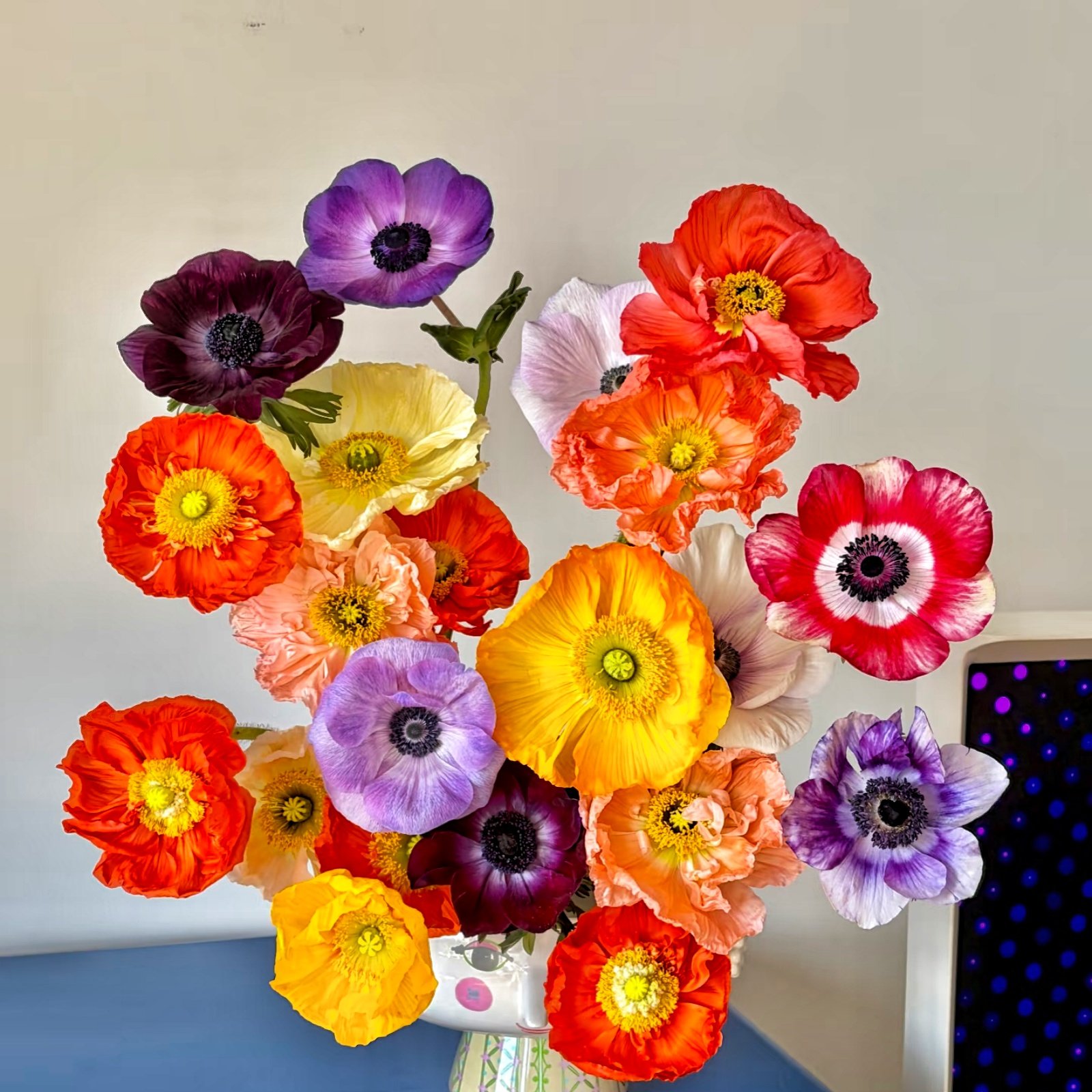Camera_1040g3r03208valgblm4g5oo5lh54gf574gks0jg Anemone Bulbs, Vibrant Anemone Flower Corms for Planting, Perennial Garden Borders & Premium Cut Flowers - Image 1