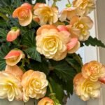 Begonia Tuberous Bulbs, Double Blooms Tuberous Begonia, Perennial Ornamental Flower for Patio, Balcony & Garden, Easy to Grow - Image 4
