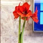 Waxed Amaryllis Bulbs, Pre-Sealed Wax Hippeastrum Bulbs, No Water Needed, Large Trumpet Blooms, Indoor Tabletop Decor, Holiday Gift Ready, Easy Flowering Amaryllis - Image 2