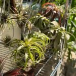 Tillandsia Air Plants, No Soil Required, Live Airplant, Easy Care Indoor Houseplant for Home Decor, Terrarium & Wall Display - Image 3