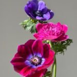 Anemone Bulbs, Vibrant Anemone Flower Corms for Planting, Perennial Garden Borders & Premium Cut Flowers - Image 2