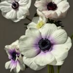 Anemone Bulbs, Vibrant Anemone Flower Corms for Planting, Perennial Garden Borders & Premium Cut Flowers - Image 5