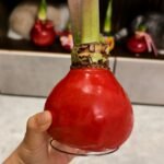 Waxed Amaryllis Bulbs, Pre-Sealed Wax Hippeastrum Bulbs, No Water Needed, Large Trumpet Blooms, Indoor Tabletop Decor, Holiday Gift Ready, Easy Flowering Amaryllis - Image 3