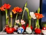 Waxed Amaryllis Bulbs, Pre-Sealed Wax Hippeastrum Bulbs, No Water Needed, Large Trumpet Blooms, Indoor Tabletop Decor, Holiday Gift Ready, Easy Flowering Amaryllis