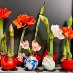Waxed Amaryllis Bulbs, Pre-Sealed Wax Hippeastrum Bulbs, No Water Needed, Large Trumpet Blooms, Indoor Tabletop Decor, Holiday Gift Ready, Easy Flowering Amaryllis