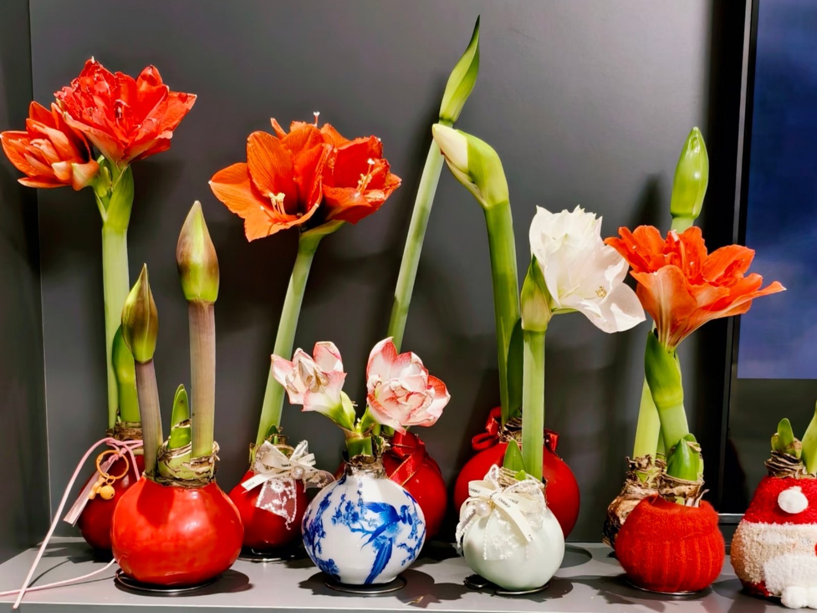 Camera_1040g3r831ru3pdh4isdg4a3n9kl3foqhaae2ceg Waxed Amaryllis Bulbs, Pre-Sealed Wax Hippeastrum Bulbs, No Water Needed, Large Trumpet Blooms, Indoor Tabletop Decor, Holiday Gift Ready, Easy Flowering Amaryllis - Image 1