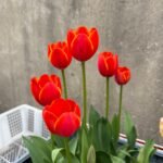 Tulip Bulbs, Premium Single Tulip Flower Bulbs for Spring Blooming, Perennial Ornamental Flowers, Great for Outdoor Garden & Indoor Pot Planting, Low Maintenance - Image 3