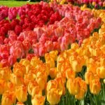 Tulip Bulbs, Rare Mixed Color Tulip Flower Bulbs for Planting, Perennial Garden Flowers, Ideal for Outdoor Landscaping & Indoor Container Planting,