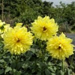 Dahlia Tubers, Beautiful Dahlia Flower Bulbs for Planting, Perennial Garden & Potted Plants, Excellent Cut Flowers - Image 4
