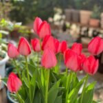 Tulip Bulbs, Rare Mixed Color Tulip Flower Bulbs for Planting, Perennial Garden Flowers, Ideal for Outdoor Landscaping & Indoor Container Planting, - Image 3