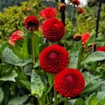 Dahlia Tubers, Beautiful Dahlia Flower Bulbs for Planting, Perennial Garden & Potted Plants, Excellent Cut Flowers - Image 2