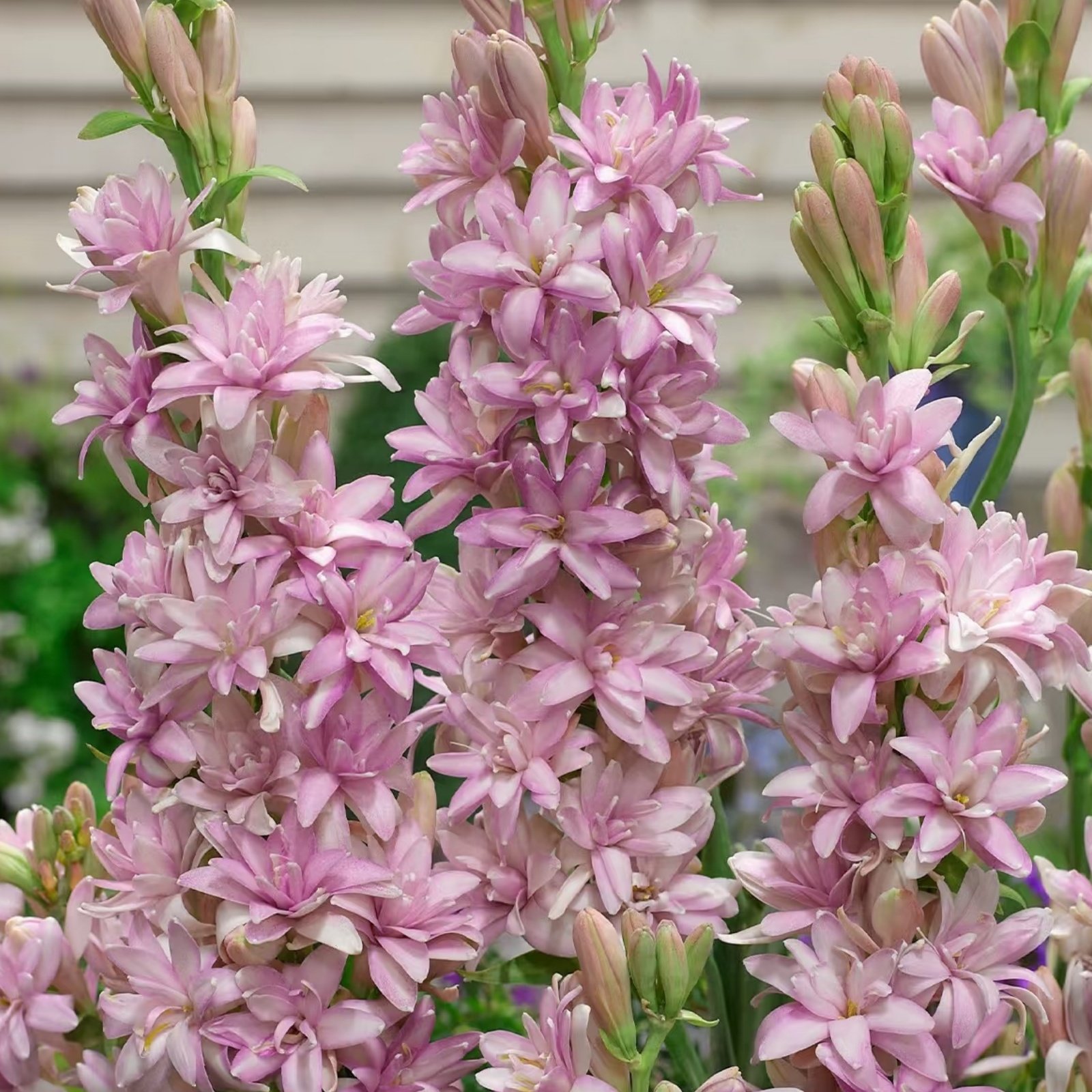Camera_XHS_17896164534811040g00831e0mag2vgu0g5ociok1k192vv3jq78o Tuberose Bulbs, Fragrant Tuberose Flower Bulbs for Planting, Perennial Garden & Cut Flower Plants - Image 1