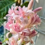 Tuberose Bulbs, Fragrant Tuberose Flower Bulbs for Planting, Perennial Garden & Cut Flower Plants - Image 5