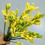 Tuberose Bulbs, Fragrant Tuberose Flower Bulbs for Planting, Perennial Garden & Cut Flower Plants - Image 4