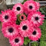 Anemone Bulbs, Vibrant Anemone Flower Corms for Planting, Perennial Garden Borders & Premium Cut Flowers - Image 3