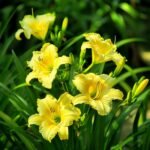 Daylily Bare Root Plants, Mixed Color Hemerocallis Roots, Perennial Flower Roots for Garden Yard Landscape, Easy to Grow
