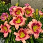 Daylily Bare Root Plants, Mixed Color Hemerocallis Roots, Perennial Flower Roots for Garden Yard Landscape, Easy to Grow - Image 3