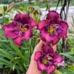 Daylily Bare Root Plants, Mixed Color Hemerocallis Roots, Perennial Flower Roots for Garden Yard Landscape, Easy to Grow - Image 5