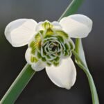 Snowdrop Bulbs (Galanthus Nivalis), Hardy Perennial Flower Bulbs for Garden, Borders, Woodland & Containers, Early Spring Blooming