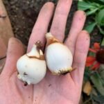 Snowdrop Bulbs (Galanthus Nivalis), Hardy Perennial Flower Bulbs for Garden, Borders, Woodland & Containers, Early Spring Blooming - Image 4