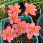 Rain Lily Bulbs (Zephyranthes), Hardy Perennial Flower Bulbs, Easy to Grow, Bloom After Rain, for Garden Borders, Pots & Landscaping - Image 3