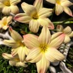 Rain Lily Bulbs (Zephyranthes), Hardy Perennial Flower Bulbs, Easy to Grow, Bloom After Rain, for Garden Borders, Pots & Landscaping - Image 5