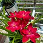 Rain Lily Bulbs (Zephyranthes), Hardy Perennial Flower Bulbs, Easy to Grow, Bloom After Rain, for Garden Borders, Pots & Landscaping - Image 4