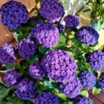 Hydrangea Bare Root Plants, Hardy Perennial Hydrangea Shrubs, Large Clustered Blooms for Garden Borders, Courtyard & Patio Containers - Image 3
