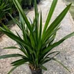 Cymbidium Sinense , Live Cymbidium Orchid Plants, Fragrant Winter Blooming Orchids for Indoor Home Decor - Image 2