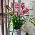 Cymbidium Sinense , Live Cymbidium Orchid Plants, Fragrant Winter Blooming Orchids for Indoor Home Decor - Image 3