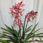 Cymbidium Sinense , Live Cymbidium Orchid Plants, Fragrant Winter Blooming Orchids for Indoor Home Decor - Image 4