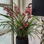 Cymbidium Sinense , Live Cymbidium Orchid Plants, Fragrant Winter Blooming Orchids for Indoor Home Decor