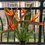 Bird of Paradise Rhizome, Strelitzia Reginae, Crane Flower Root, Exotic Tropical Ornamental Plant for Indoor & Outdoor Garden, Easy to Grow - Image 2