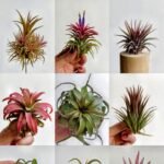 Tillandsia Air Plants, No Soil Required, Live Airplant, Easy Care Indoor Houseplant for Home Decor, Terrarium & Wall Display
