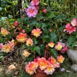 Begonia Tuberous Bulbs, Double Blooms Tuberous Begonia, Perennial Ornamental Flower for Patio, Balcony & Garden, Easy to Grow - Image 5