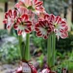 Wax Sealed Amaryllis Bulb, Easy Bloom Waxed Amaryllis, No Planting Needed Indoor Decorative Flower Bulb for Home and Gift - Image 5