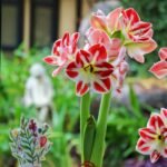 Waxed Amaryllis Bulbs, Pre-Sealed Wax Hippeastrum Bulbs, No Water Needed, Large Trumpet Blooms, Indoor Tabletop Decor, Holiday Gift Ready, Easy Flowering Amaryllis - Image 4