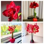Waxed Amaryllis Bulb, No Water Needed, Pre-Sealed Wax Amaryllis for Indoor Home Decor, Easy to Bloom Houseplant Gift