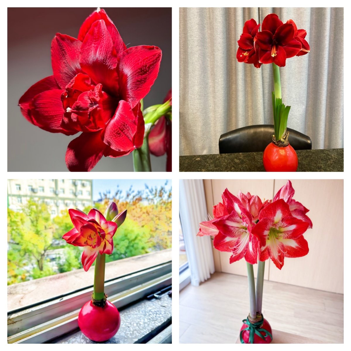 Camera_XHS_17913357269921040g2sg31etk74ve5sbg5o24ltg09agemchc310_副本 Waxed Amaryllis Bulb, No Water Needed, Pre-Sealed Wax Amaryllis for Indoor Home Decor, Easy to Bloom Houseplant Gift - Image 1