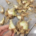 Tuberose Bulbs, Fragrant Tuberose Flower Bulbs for Planting, Perennial Garden & Cut Flower Plants - Image 6