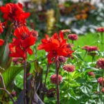 Canna Lily Bulbs, Vibrant Canna Flower Roots for Planting, Perennial Outdoor Garden & Landscape Decor - Image 3
