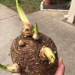 Elephant Ear Tuber , Alocasia Tuber, Giant Tropical Foliage Plant for Indoor & Outdoor Garden, Easy to Grow - Image 4
