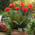Canna Lily Bulbs, Vibrant Canna Flower Roots for Planting, Perennial Outdoor Garden & Landscape Decor - Image 2